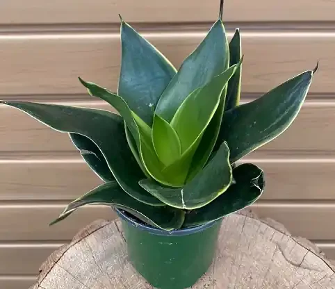 Sansevieria trifasciata ‘Jade Hahnii’’ – 4″