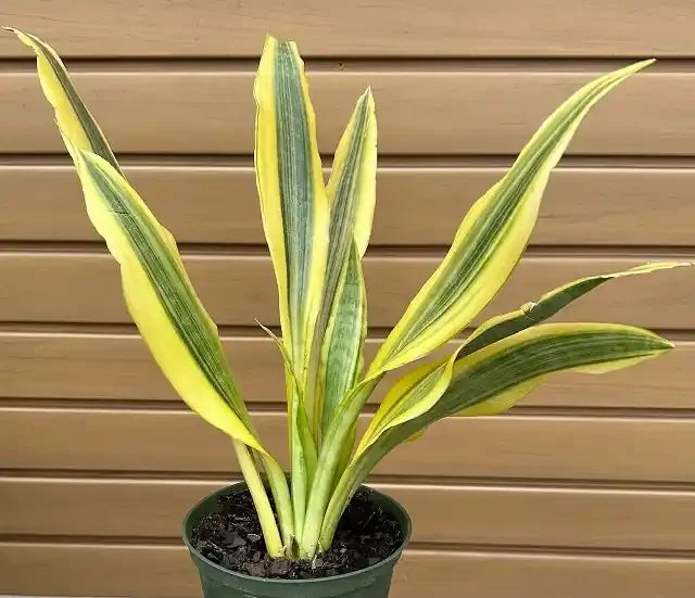 SANSEVIERIA ‘YELLOWSTONE’ – 6″