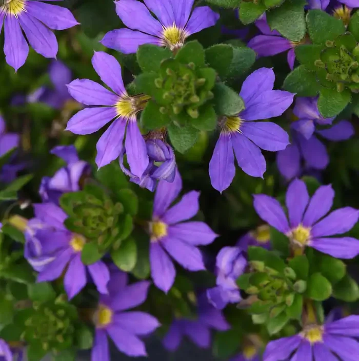 Scaevola Blue Brilliance, Fan Flower – 4 1/3″ pot