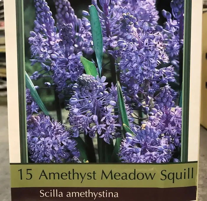 SCILLA AMETHYSTINA- 15 BULBS PER PACKAGE