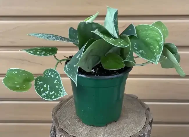 Scindapsus pictus- 4″