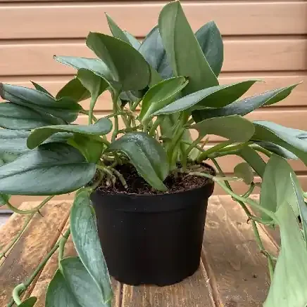 Scindapsus treubii ‘Moonlight’ – 6″