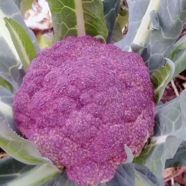 SEED CAULIFLOWER DI SICILIA VIOLETTA