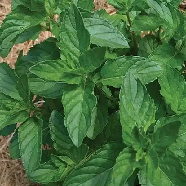 SEED HERB SPEARMINT