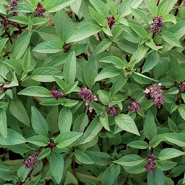 SEED HERB, THAI BASIL
