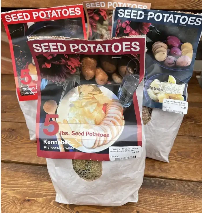 SEED POTATOES- WHITE KENNEBEC