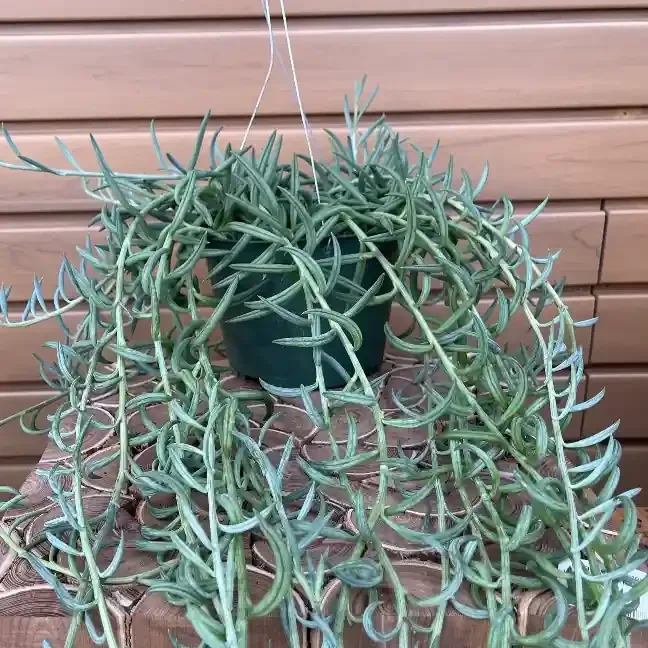 Senecio radicans, Hanging Basket- 6″