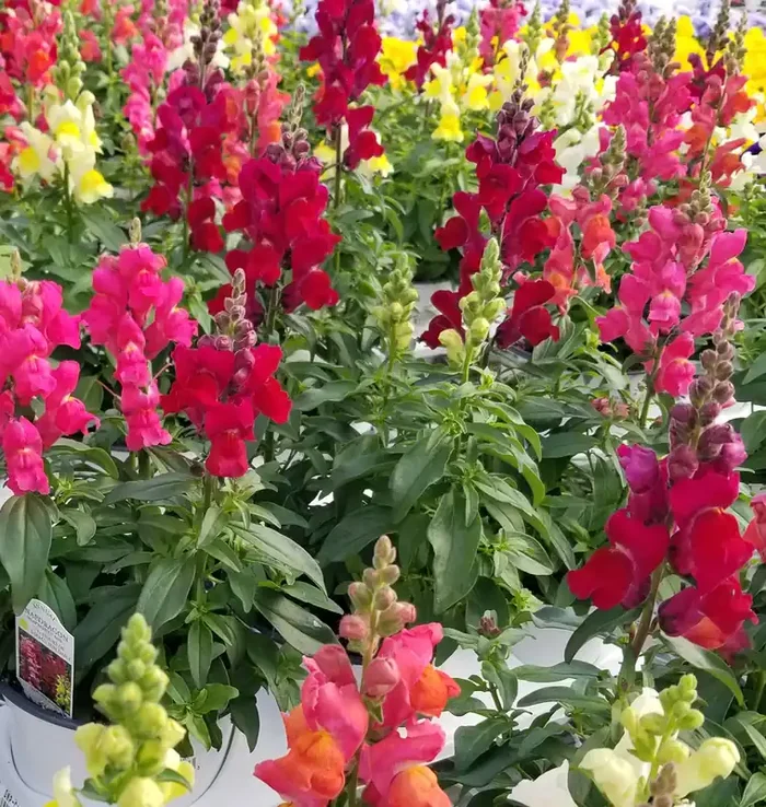 Snapdragon Snaptastic™ Mix- 6″ Pot