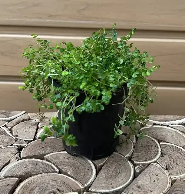 Soleirolia soleirolii- 4″