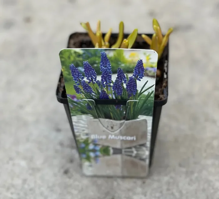 SPROUTED MUSCARI BULB