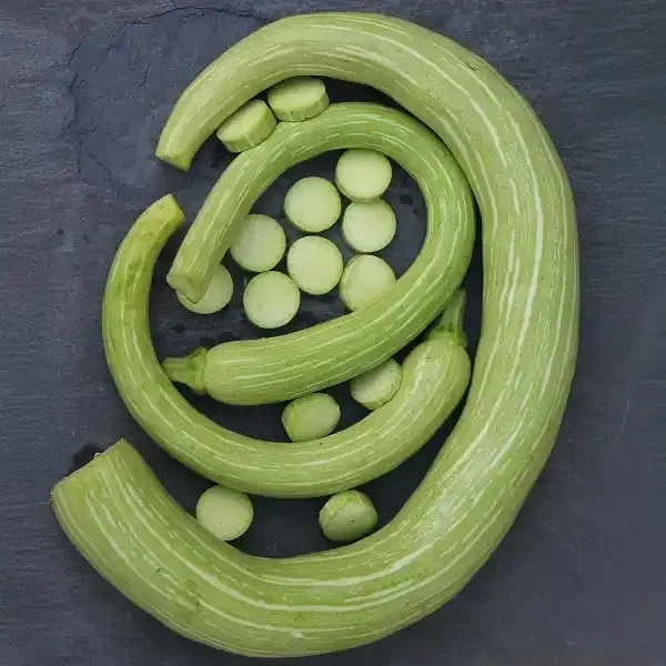 SQUASH, ZUCHETTA RAMPICANTE