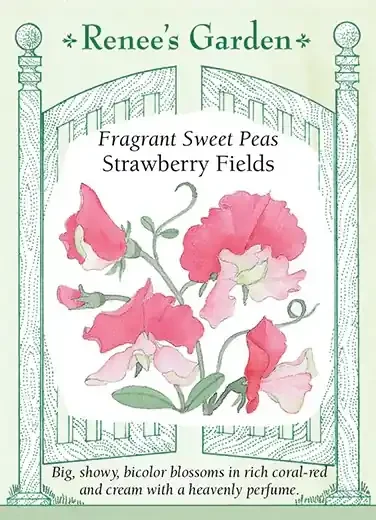 SWEET PEA STRAWBERRY FIELDS