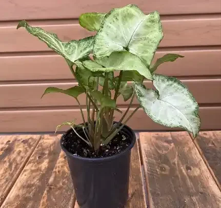 Syngonium podophyllum- 4″