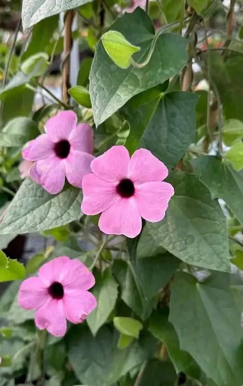 Thunbergia Sunny™ Rose Sensation- 13″ Patio Pot