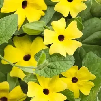 Thunbergia Vine Charles Star- 13″ Patio trellis