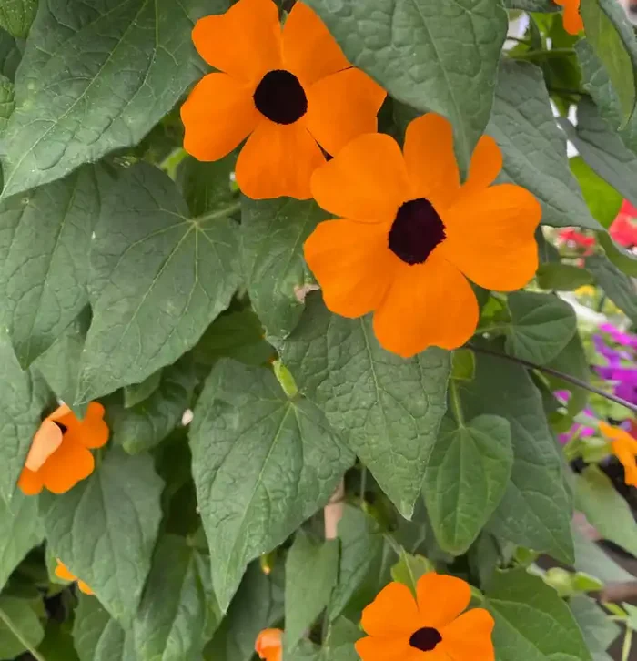 Thunbergia Vine Orange beauty- 13″ Patio