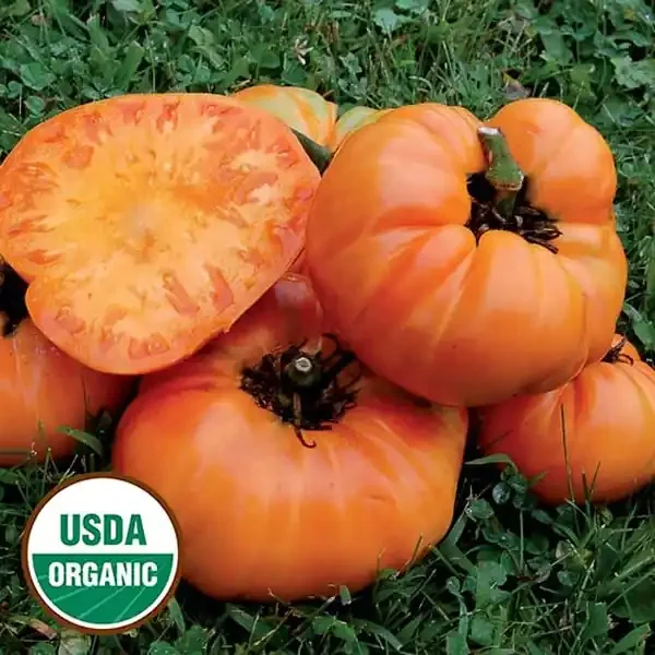 TOMATO, KELLOGG’S BREAKFAST