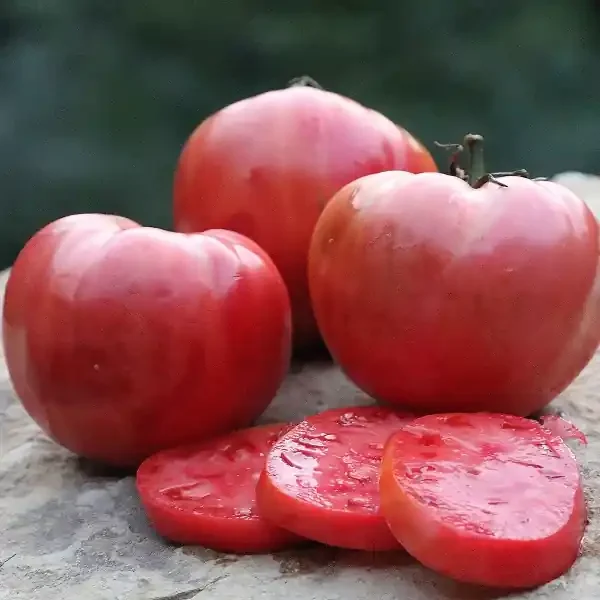 TOMATO, MAMIE BROWN’S PINK