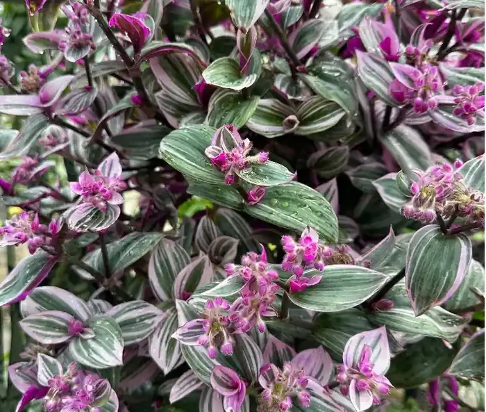 Tradescantia Nanouk- 12″ Hanging Basket