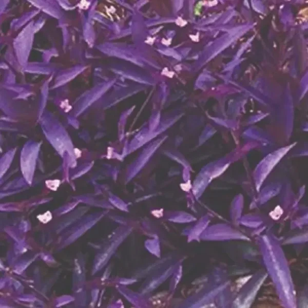 Tradescantia Purple – 4 1/3″ POT