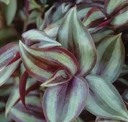 Tradescantia Red-Silver – 4 1/3″ pot