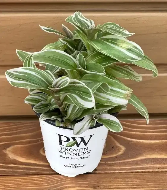 TRADESCANTIA TENDERNESS- 9CM Pot