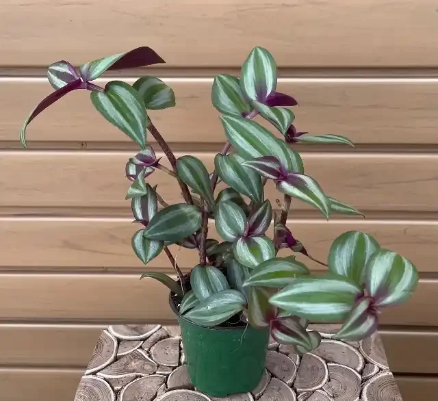 Tradescantia zebrina- 4″