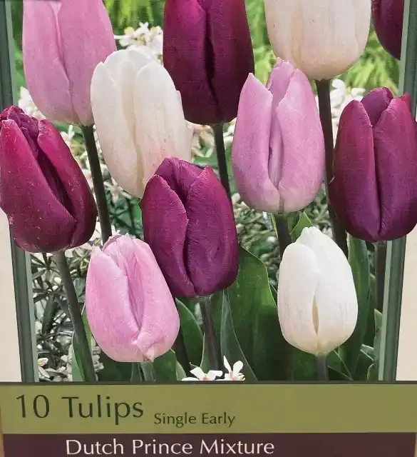 TULIP ‘DUTCH PRINCE MIX’ – 10 BULBS PER PACKAGE