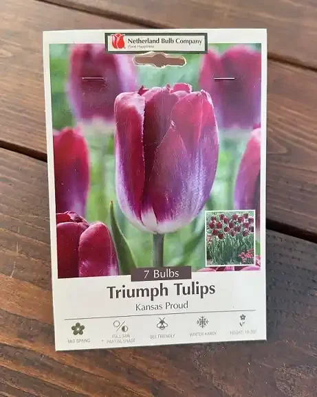 TULIP ‘KANSAS PROUD’- 7 BULBS PER PACKAGE