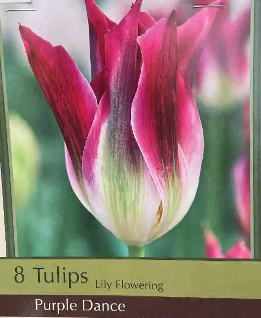 TULIP ‘PURPLE DANCE’- 8 BULBS PER PACKAGE