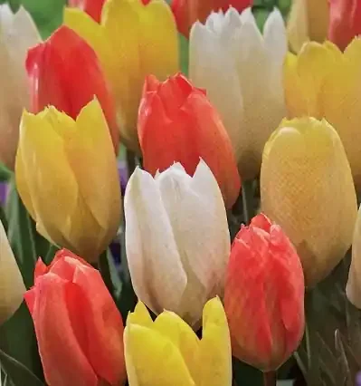 TULIP ‘RETRO TULIP MIX’ – 10 BULBS PER PACKAGE