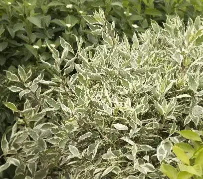 VARIEGATED RED TWIG DOGWOOD TREE, SIZE 5