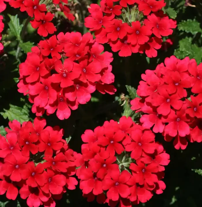 Verbena Lascar™ Dark Red – 4 1/3″ pot