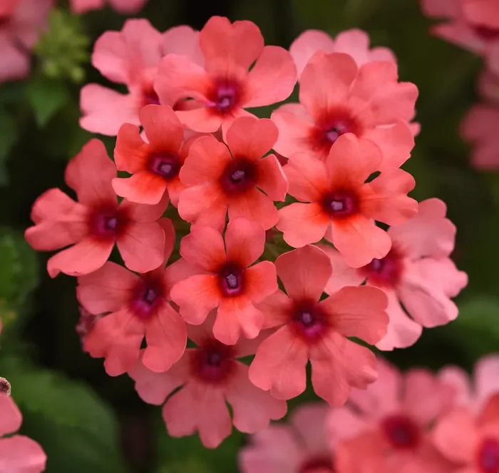 Verbena Lascar™ Mango Orange – 4 1/3″ pot