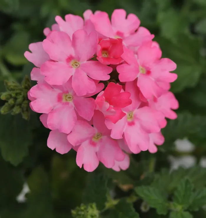 Verbena Lascar™ Pink – 4 1/3″ pot