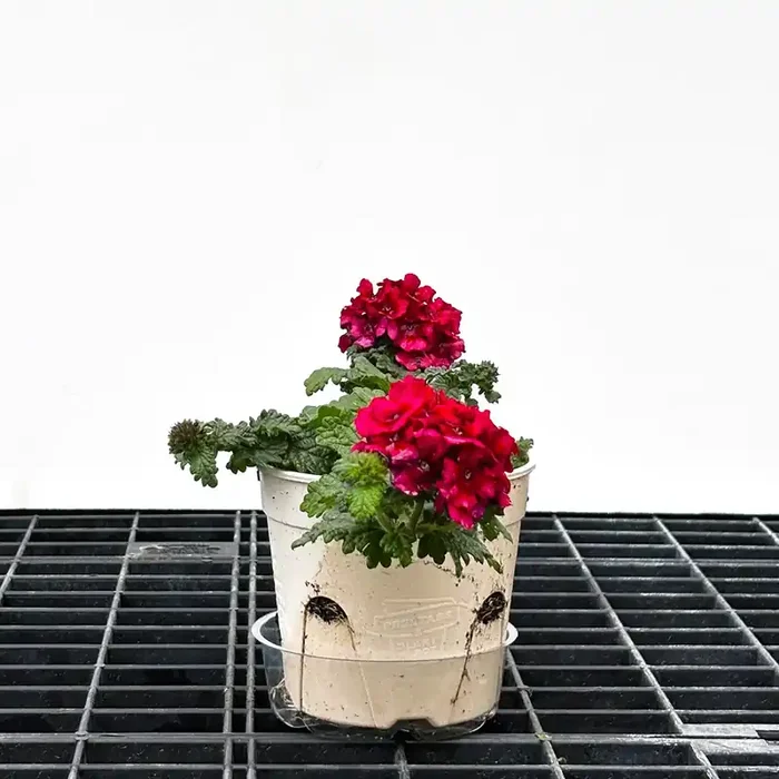 Verbena Lascar™ Vampire – 4 1/3″ Pot