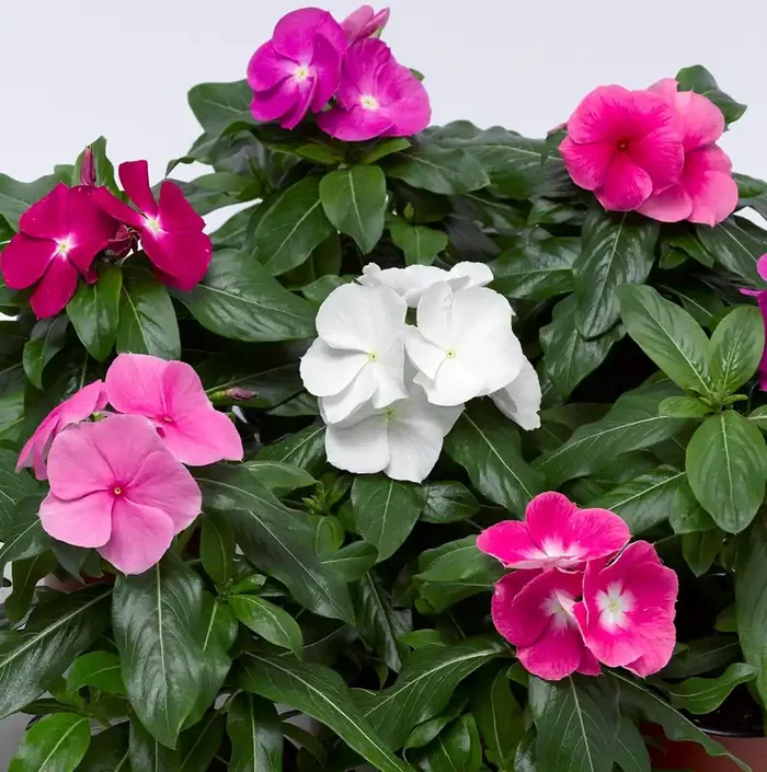 Vinca Cora® XDR Mix- 6″ Pot