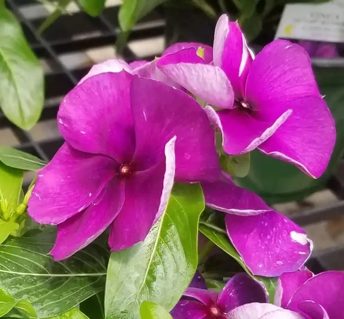 Vinca Tattoo™ Blueberry – 4 pak