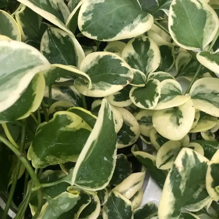 Vinca Vine High Color – 4 1/3″ pot