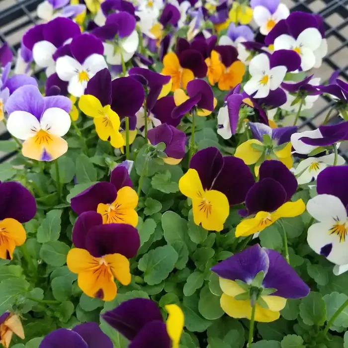 Viola Penny Jump Up Mix- 4 pak