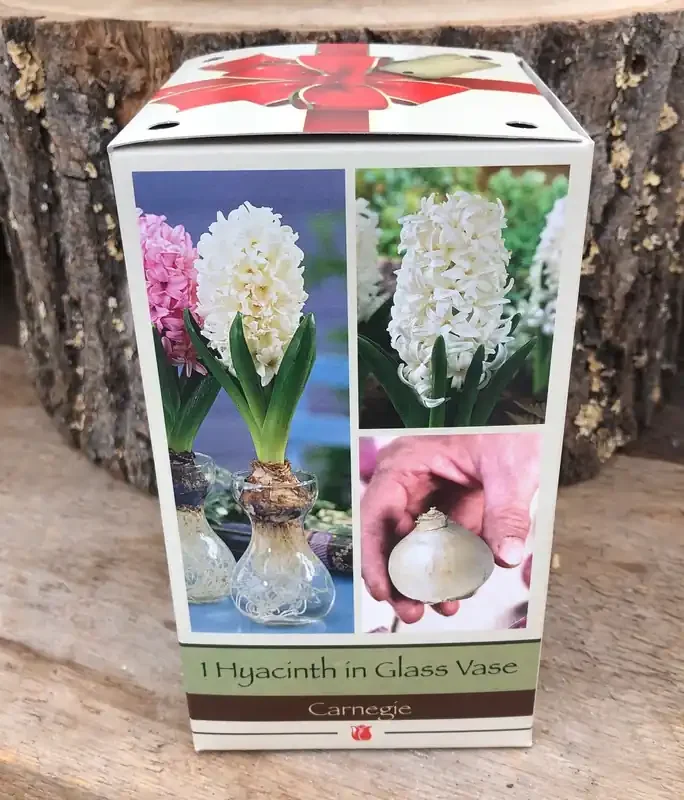 WHITE HYACINTH WITH GLASS VASE