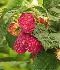 WILLAMETTE RASPBERRY, SIZE 1
