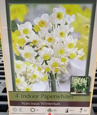 WINTERSUN PAPERWHITE, 4 BULBS PER PACKAGE