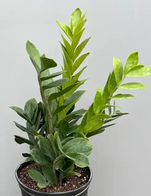 ZAMIOCULCAS- 10″
