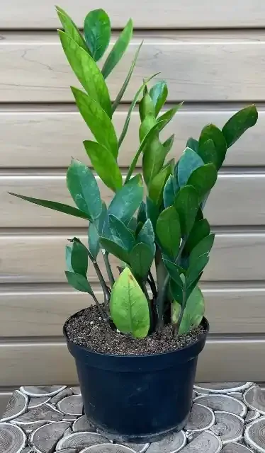 ZAMIOCULCAS- 6″